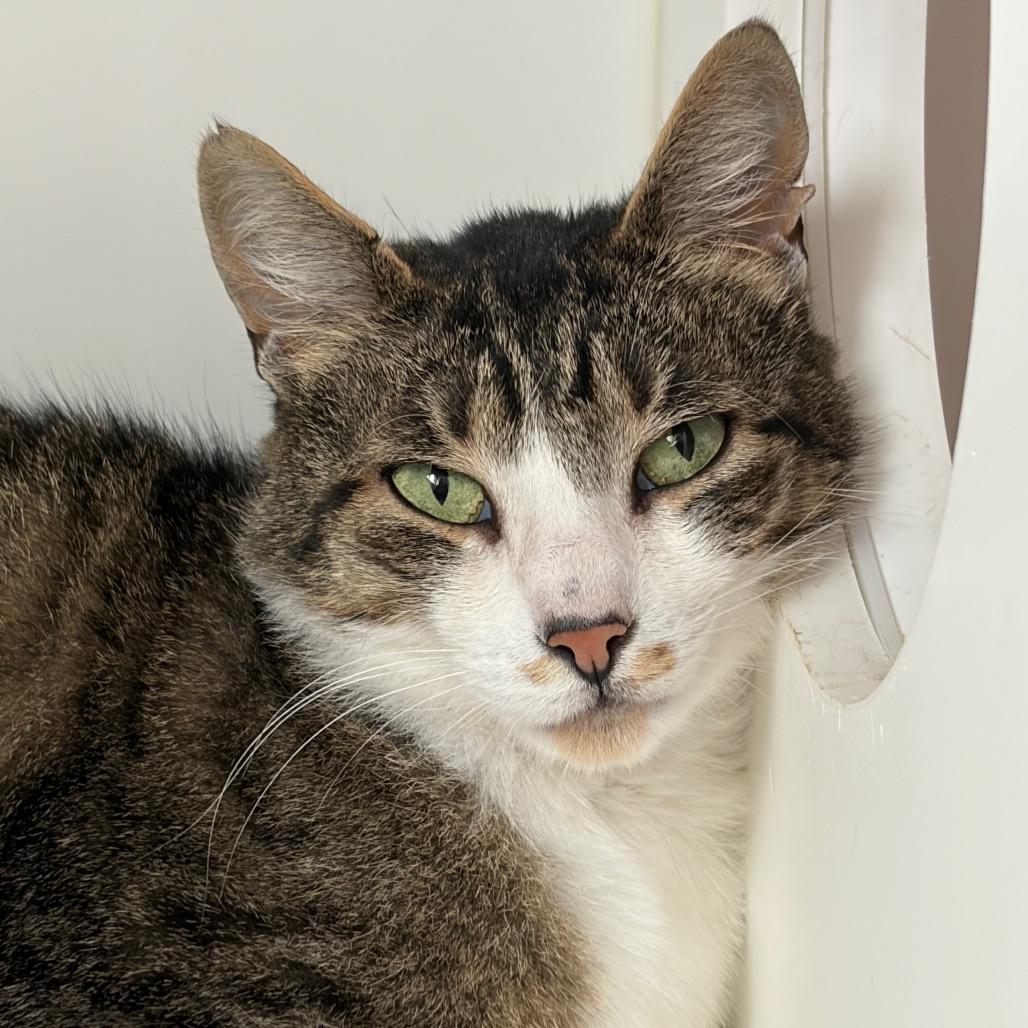 Enlarge Thor, a Adoptable Domestic Medium Hair in Port Angeles, WA image 4/6