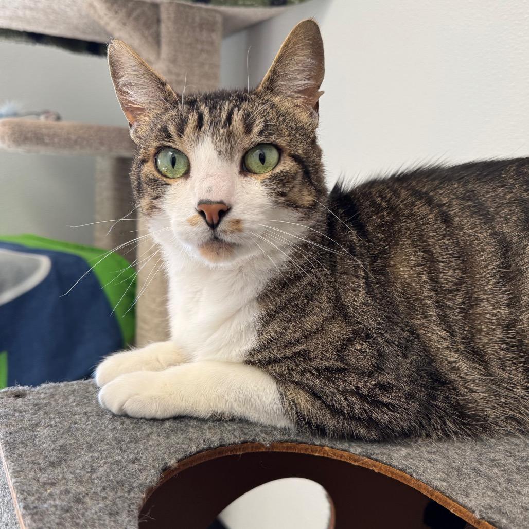 Enlarge Thor, a Adoptable Domestic Medium Hair in Port Angeles, WA image 5/6