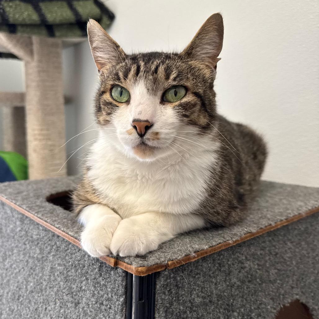 Enlarge Thor, a Adoptable Domestic Medium Hair in Port Angeles, WA image 6/6