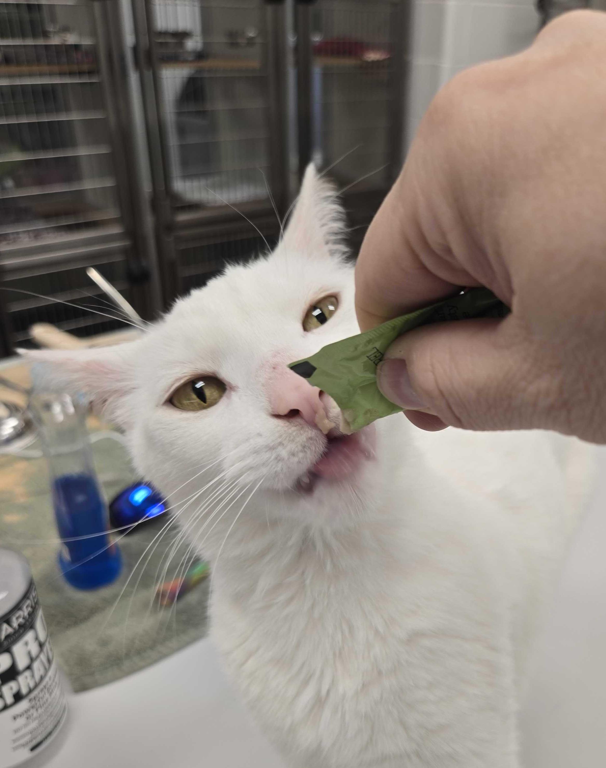Enlarge Casper, a ADOPTABLE American Shorthair in Maidens, VA image 2/3
