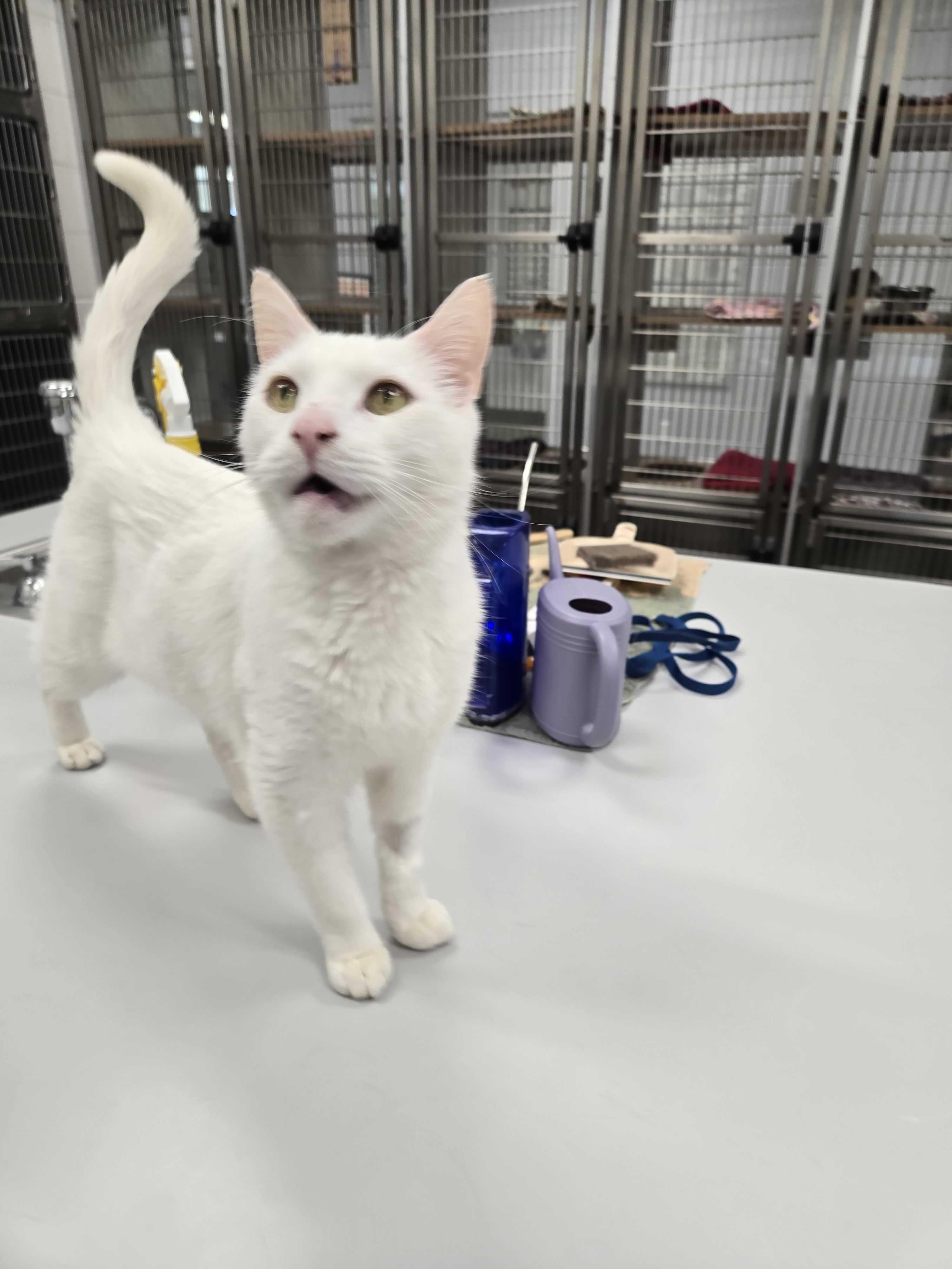 Enlarge Casper, a ADOPTABLE American Shorthair in Maidens, VA image 3/3