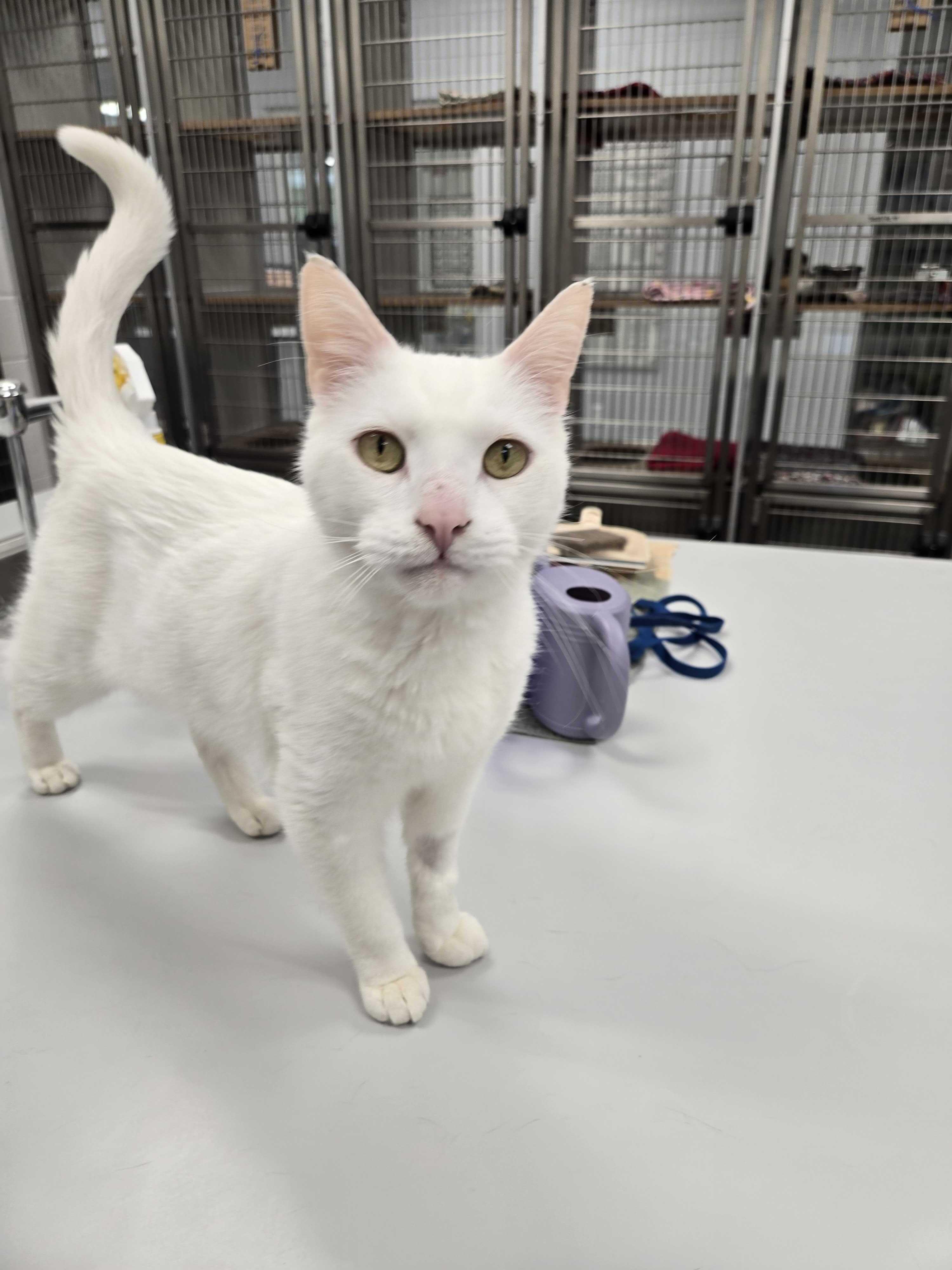 Enlarge Casper, a ADOPTABLE American Shorthair in Maidens, VA image 1/3