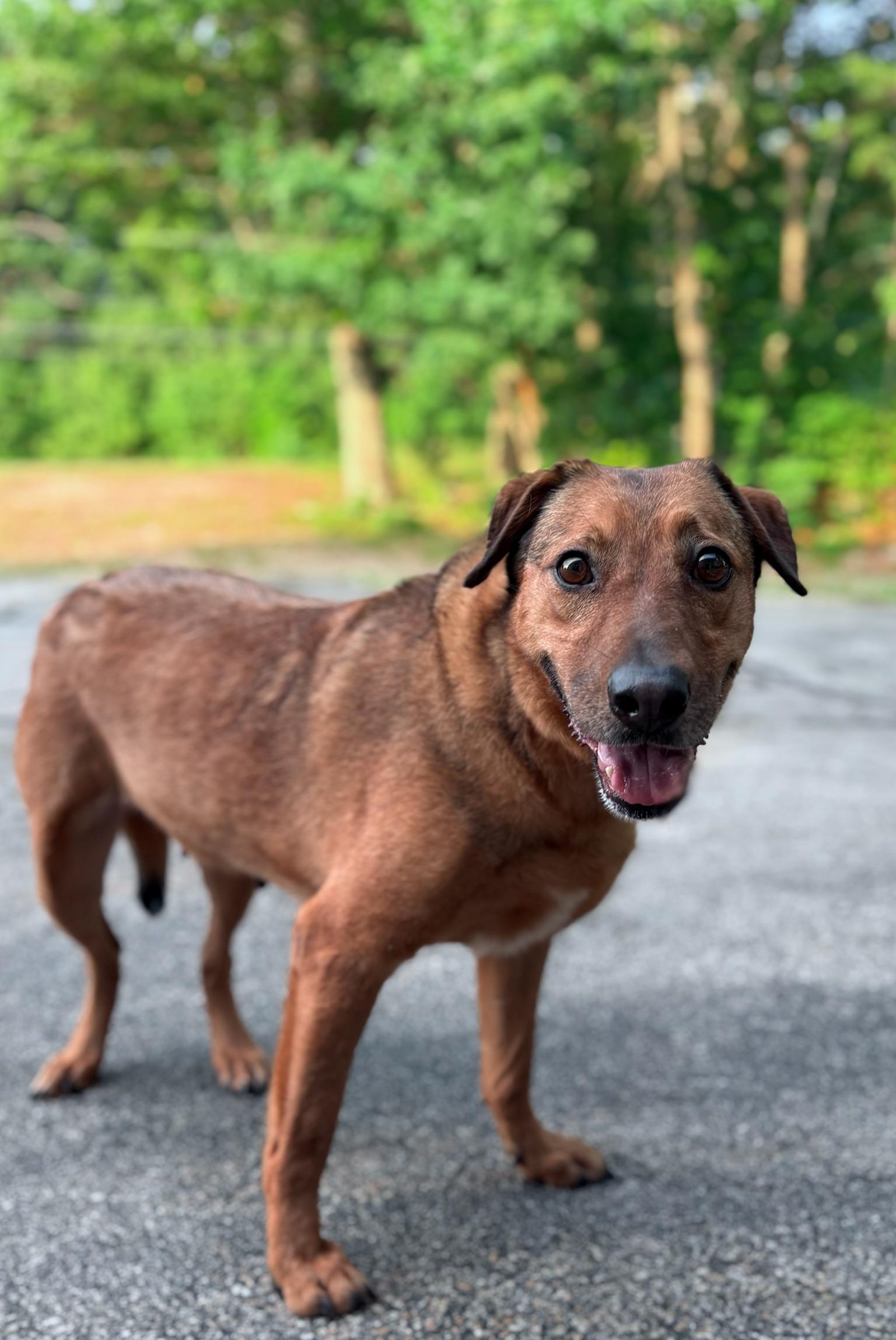 Ashley in NH Come Meet our Adoptable Dogs Wednesday-Saturday. More info in Bio, a Adoptable mixed breed in Manchester, NH image 3/4