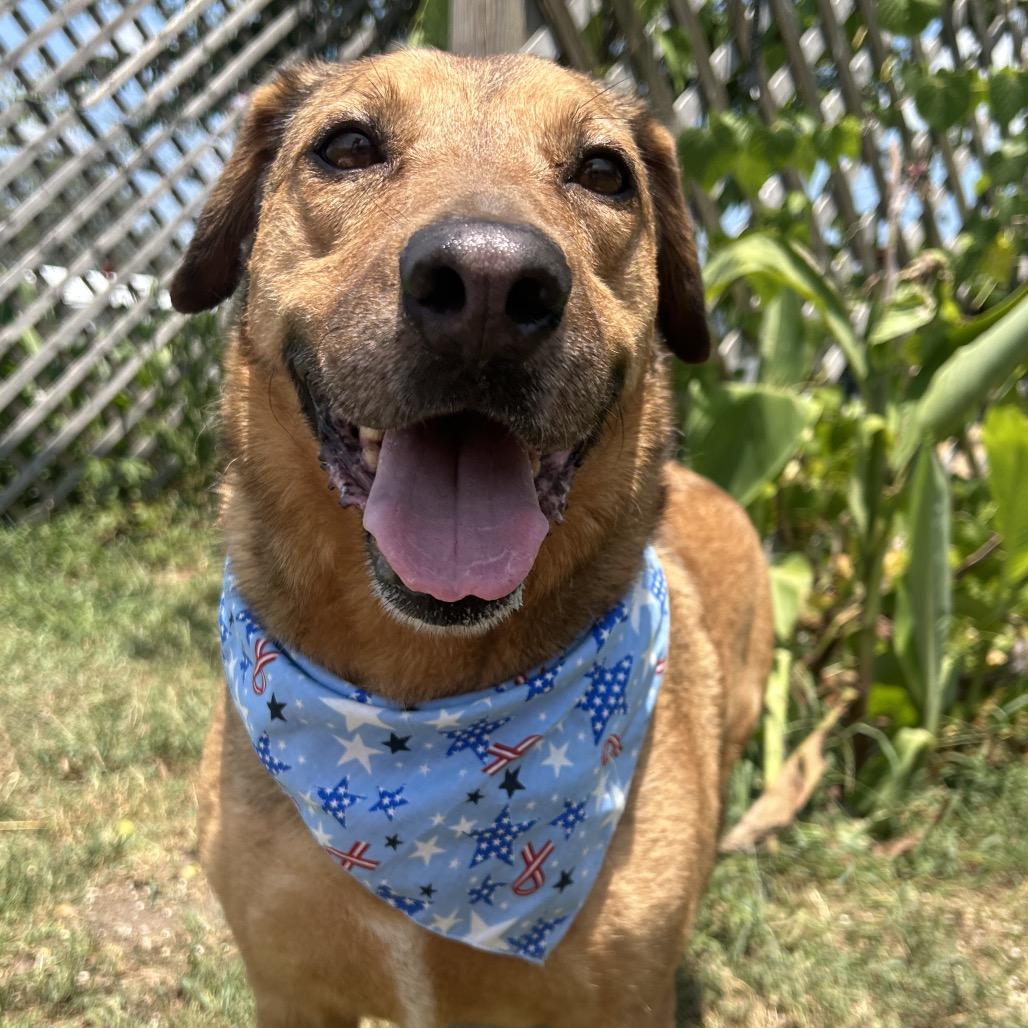 Ashley in NH Come Meet our Adoptable Dogs Wednesday-Saturday. More info in Bio, Adoptable, Young Female Labrador Retriever & Corgi.