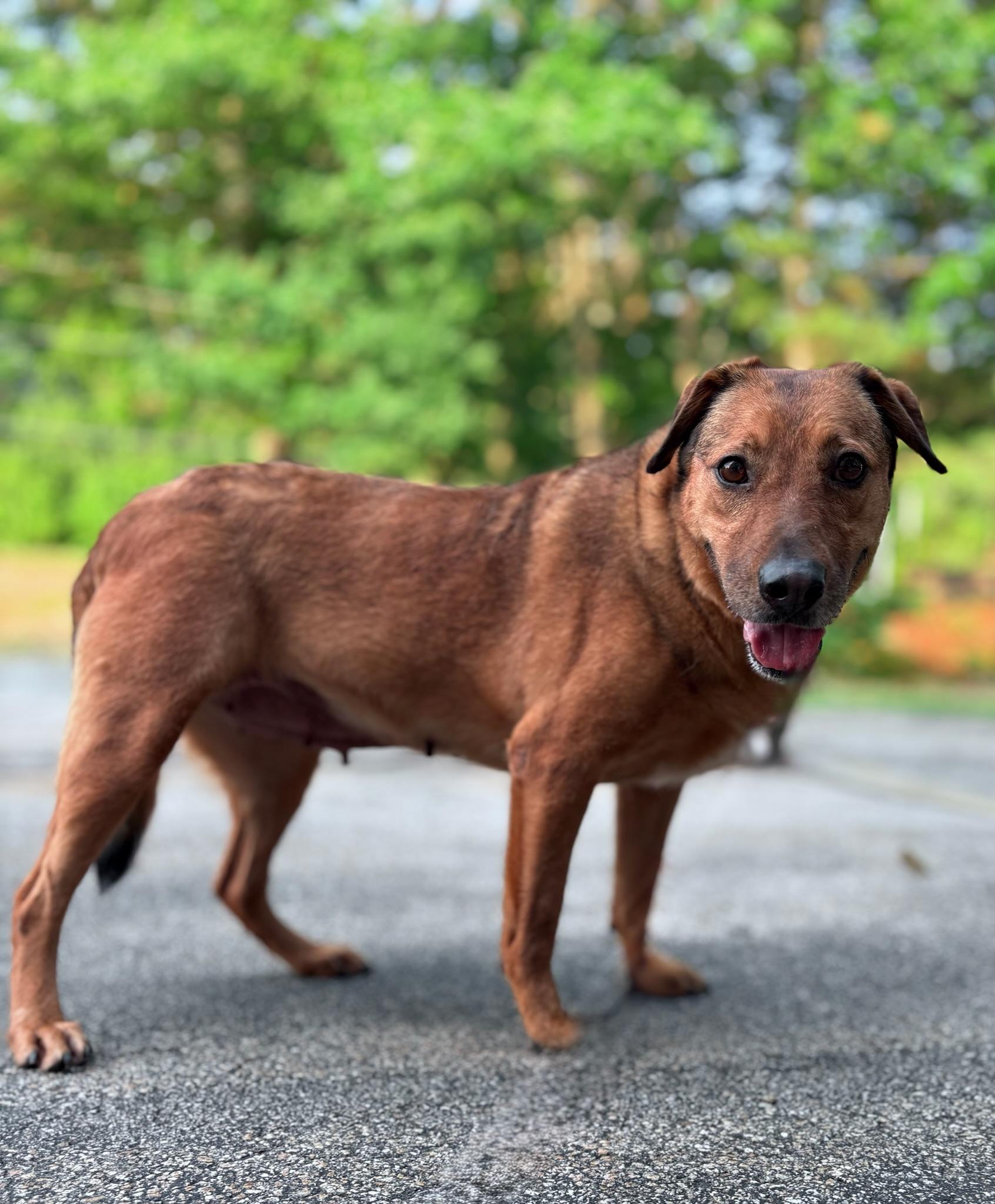 Ashley in NH Come Meet our Adoptable Dogs Wednesday-Saturday. More info in Bio, a Adoptable mixed breed in Manchester, NH image 2/4