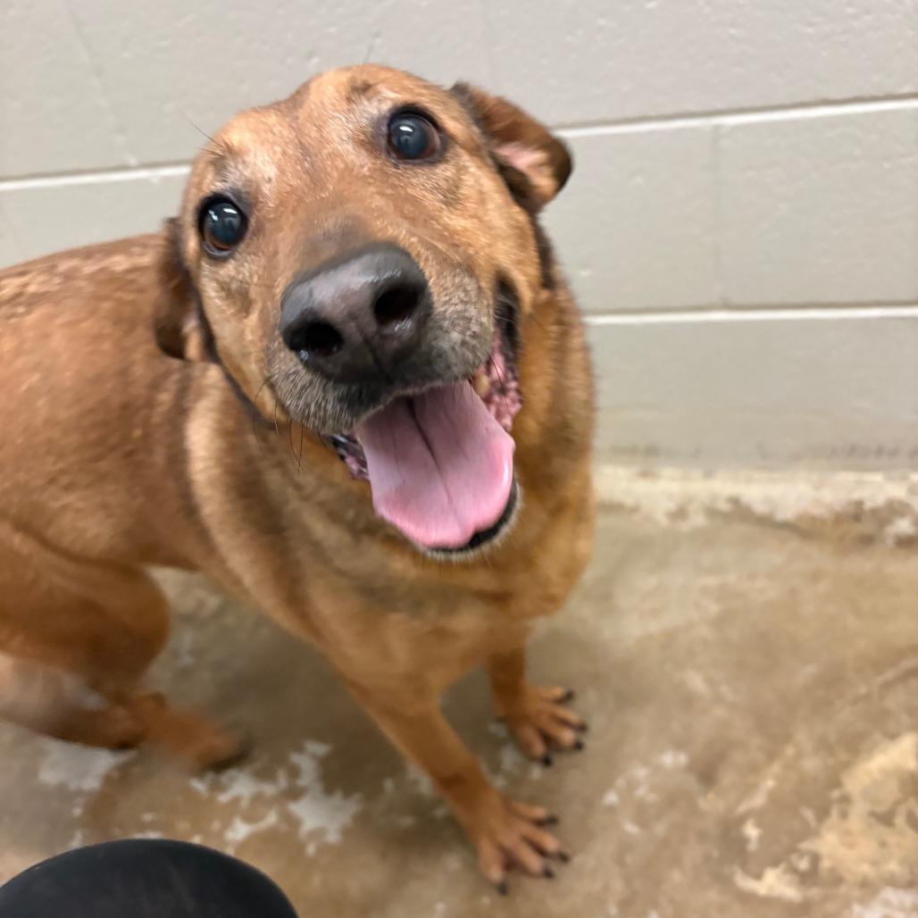 Ashley in NH Come Meet our Adoptable Dogs Wednesday-Saturday. More info in Bio, a Adoptable mixed breed in Manchester, NH image 4/4