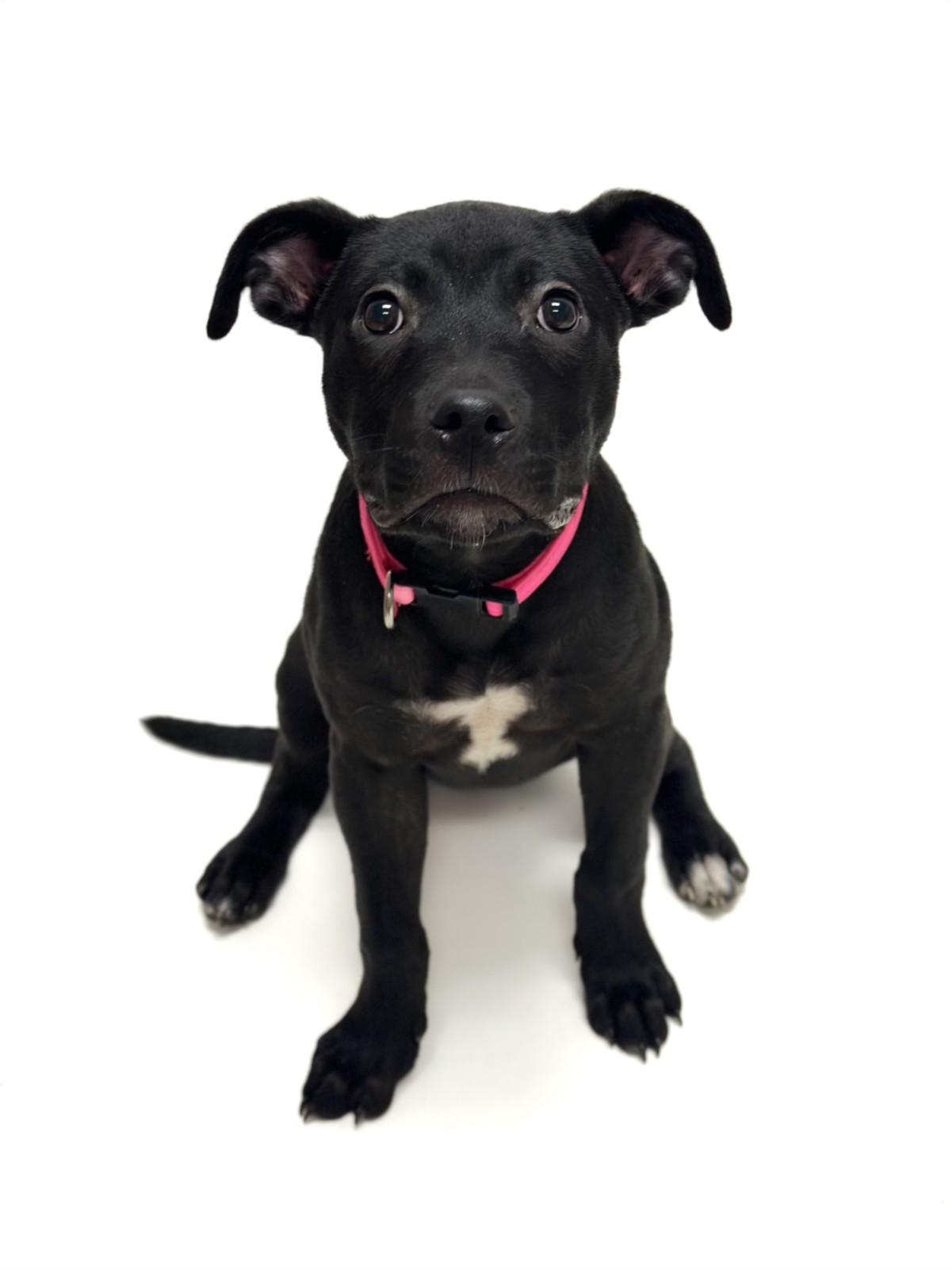 Enlarge CEVICHE, a Adoptable Pit Bull Terrier in Hayward, CA image 1/1