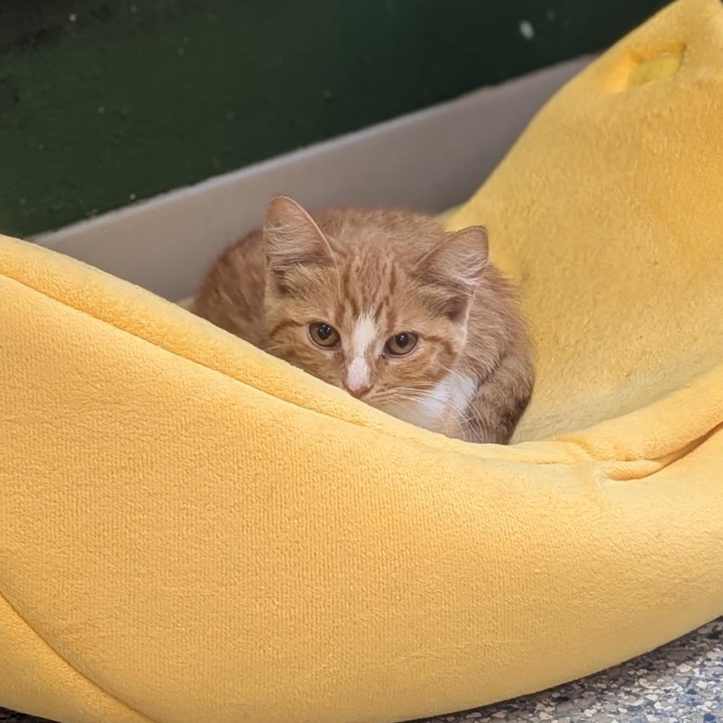 Enlarge Uno, a Adoptable Domestic Short Hair in Prairie du Chien, WI image 1/2