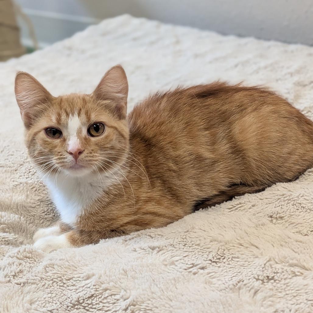 Enlarge Uno, a Adoptable Domestic Short Hair in Prairie du Chien, WI image 2/2