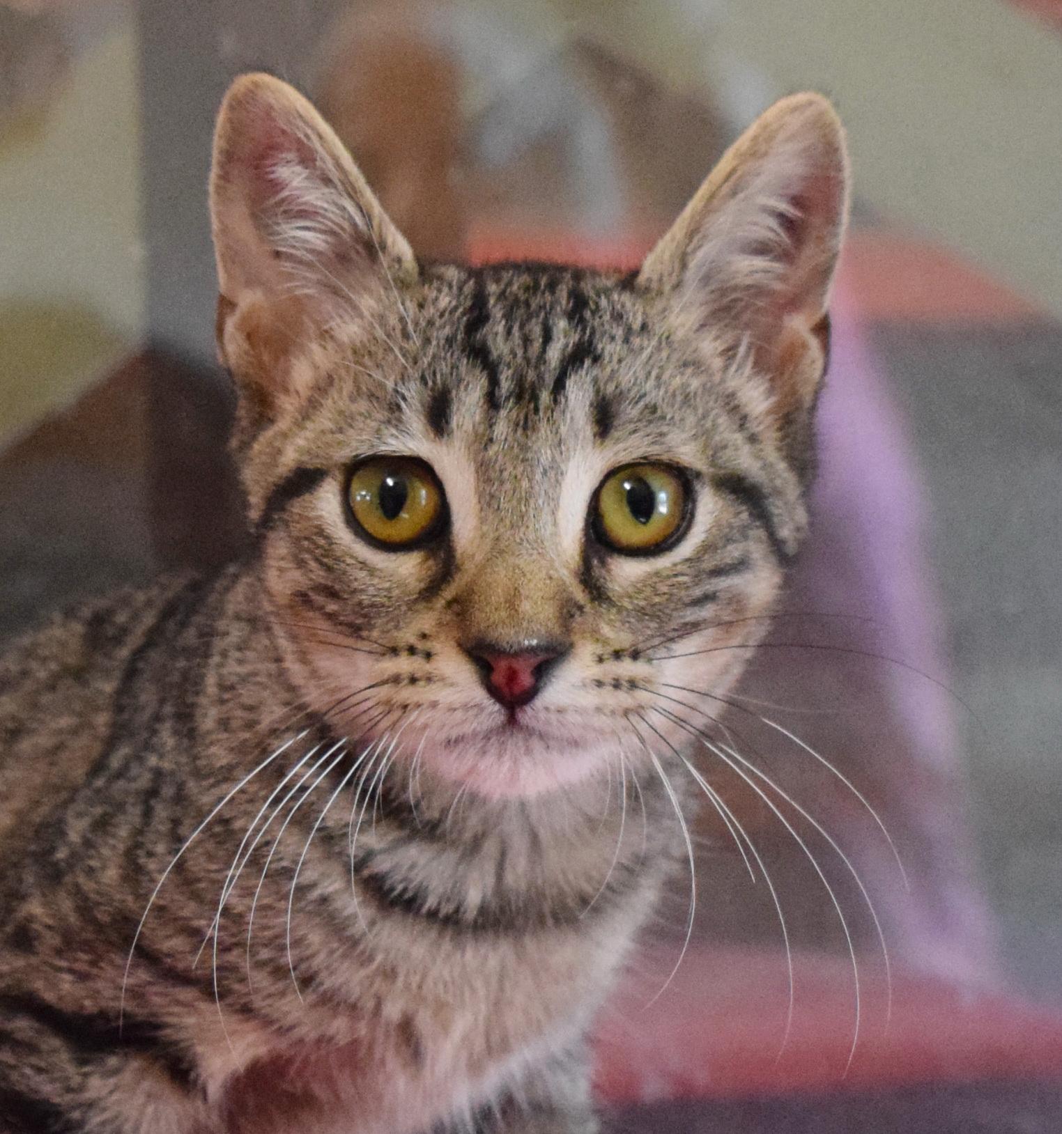 Ranger, adopted, Kitten Male Domestic Short Hair.