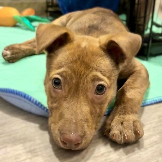 Enlarge Ginger Snap, a ADOPTABLE mixed breed in Racine, WI image 3/3