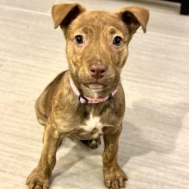 Enlarge Ginger Snap, a ADOPTABLE mixed breed in Racine, WI image 1/3