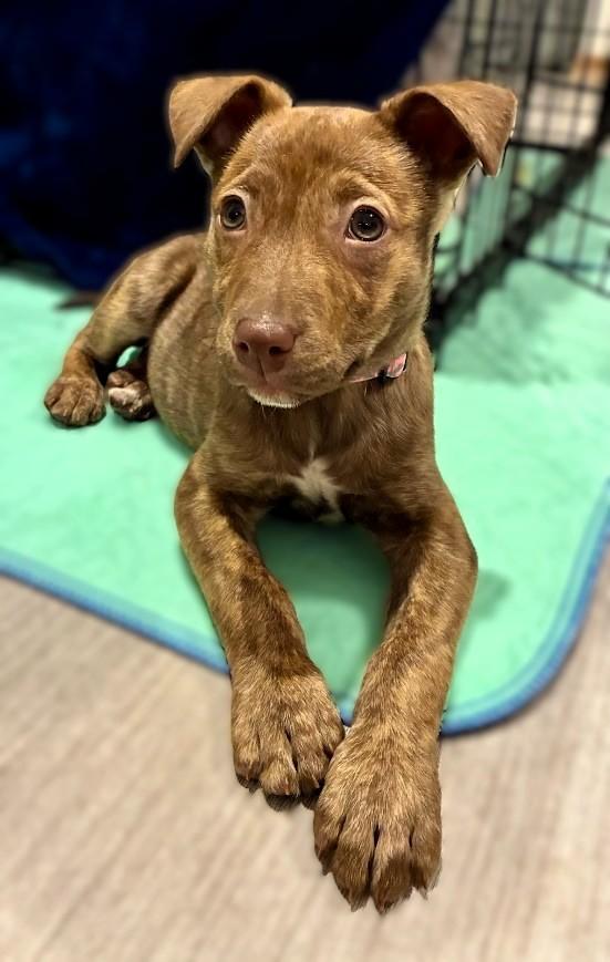 Enlarge Ginger Snap, a ADOPTABLE mixed breed in Racine, WI image 2/3