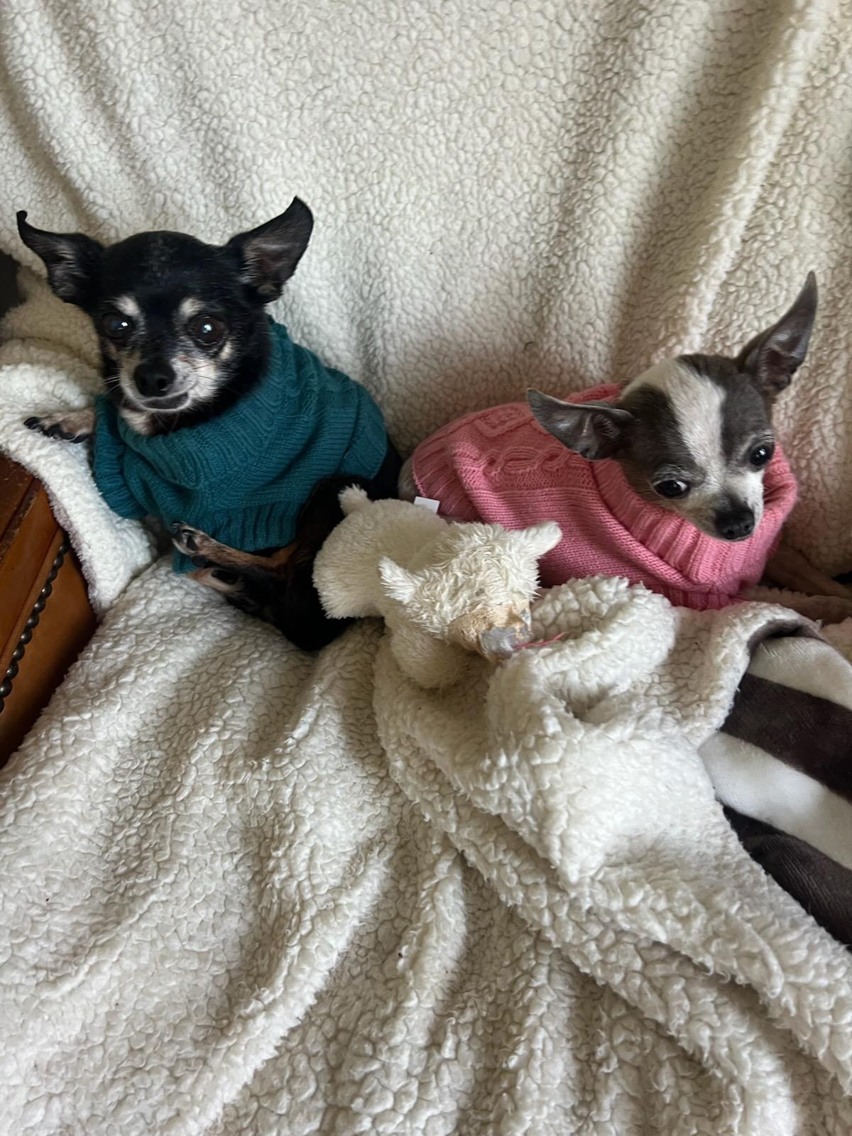 Enlarge Sanchez (read my bio I am in a holistic rescue, the adoption fee is for both will not seperate), an adopted Chihuahua in Warren, MI image 1/5