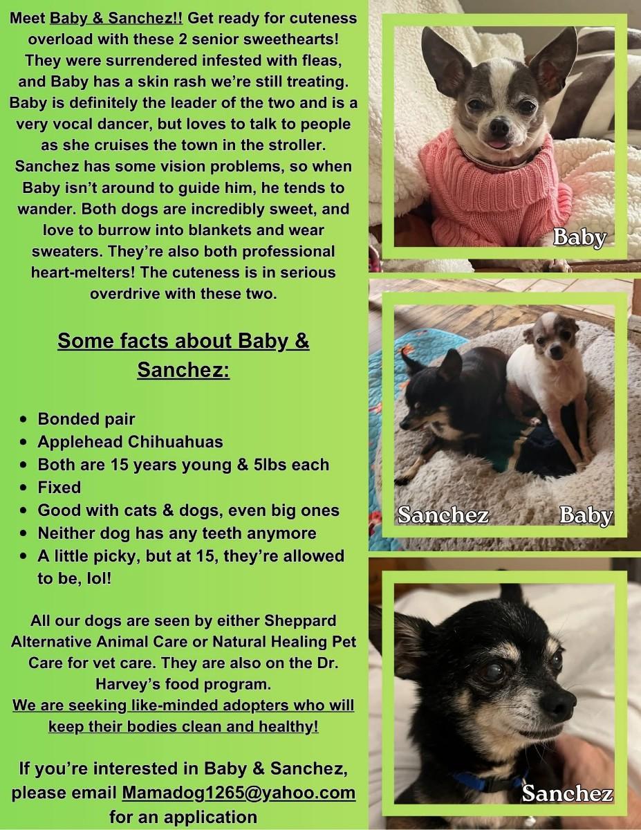 Sanchez (read my bio I am in a holistic rescue, the adoption fee is for both will not seperate)