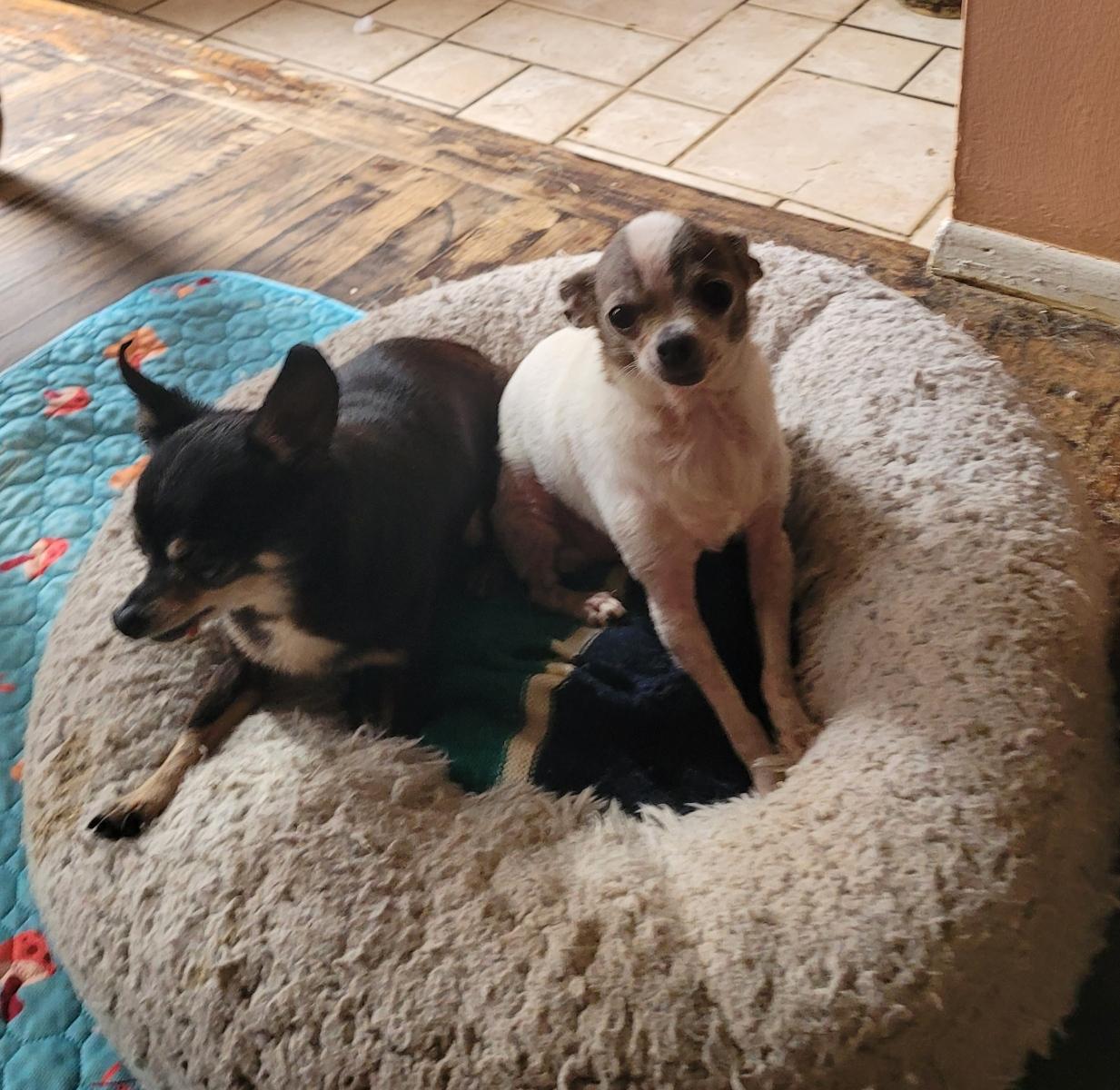 Sanchez (read my bio I am in a holistic rescue, the adoption fee is for both will not seperate)