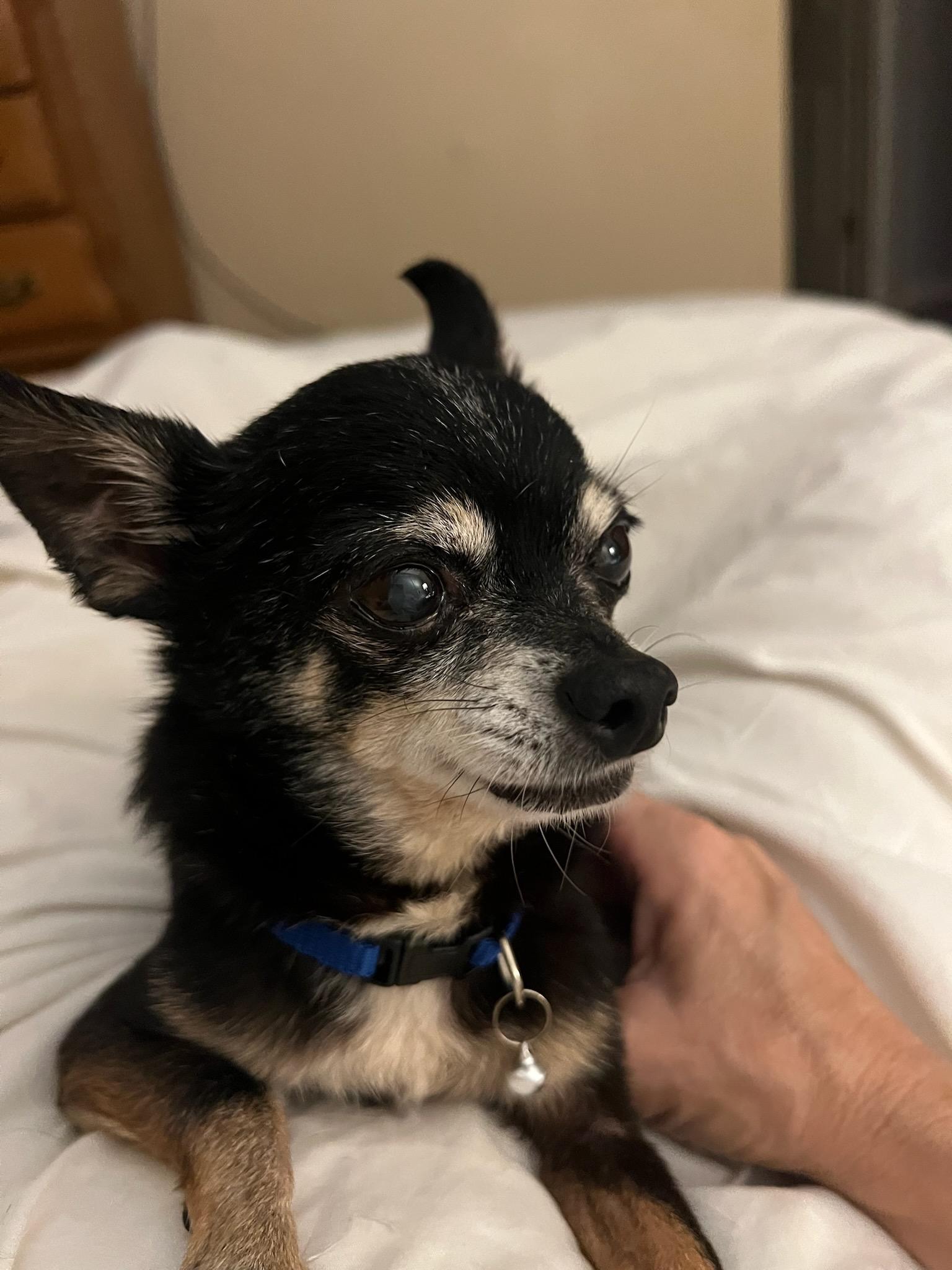 Enlarge Sanchez (read my bio I am in a holistic rescue, the adoption fee is for both will not seperate), an adopted Chihuahua in Warren, MI image 5/5