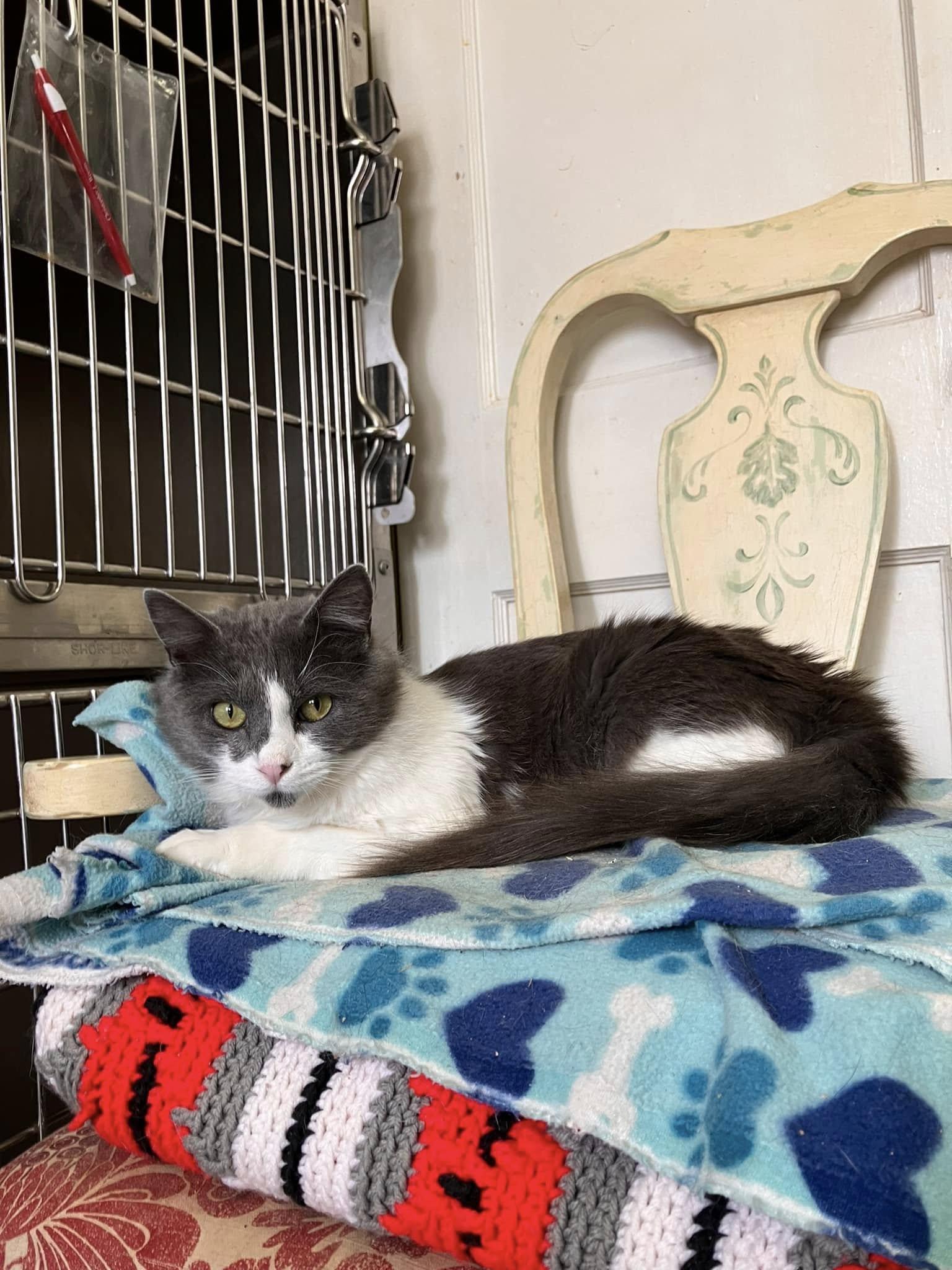 Anchovy, Adoptable, Young Male Domestic Medium Hair.