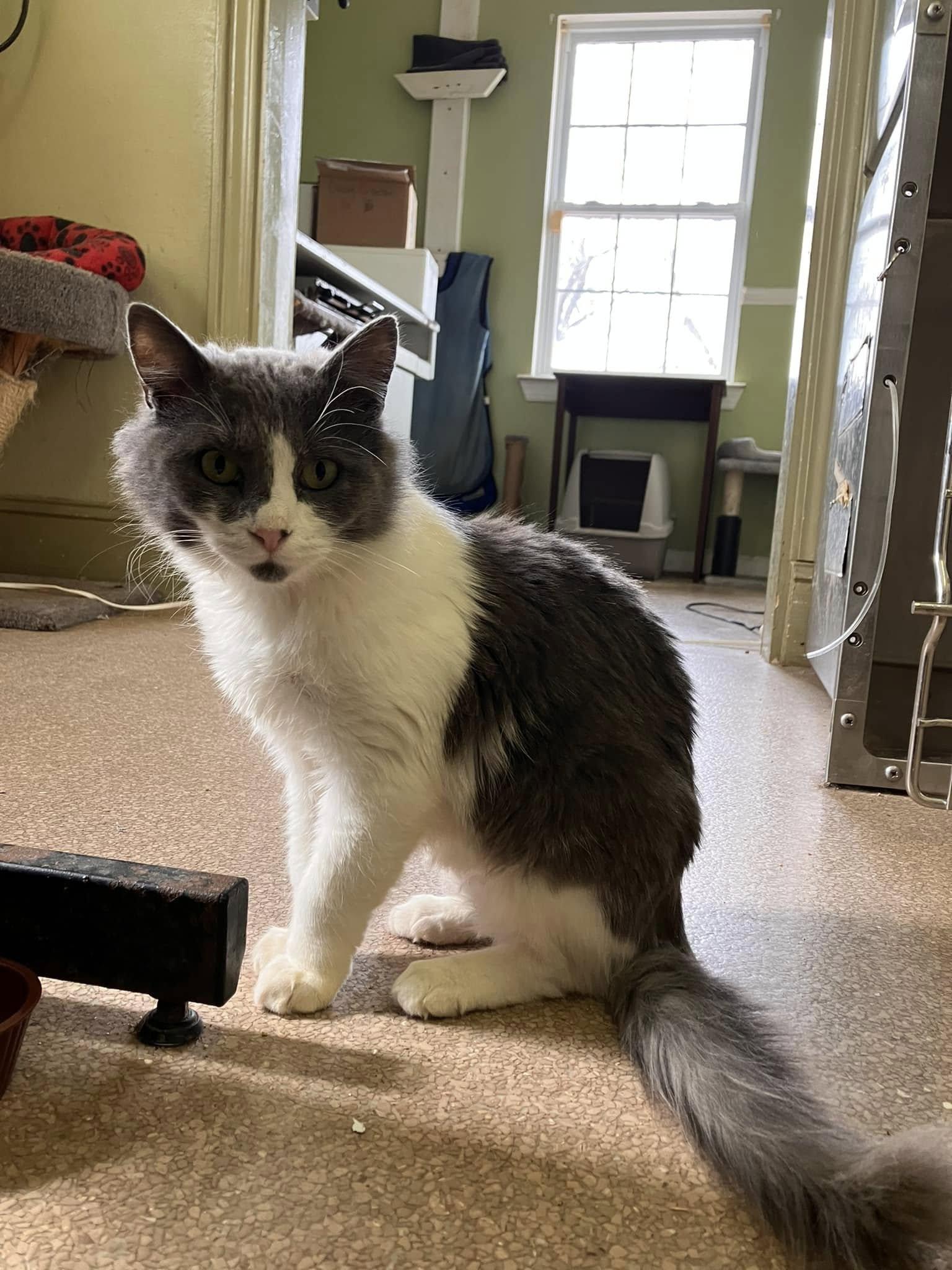 Enlarge Anchovy, a Adoptable mixed breed in Colbert, GA image 2/6