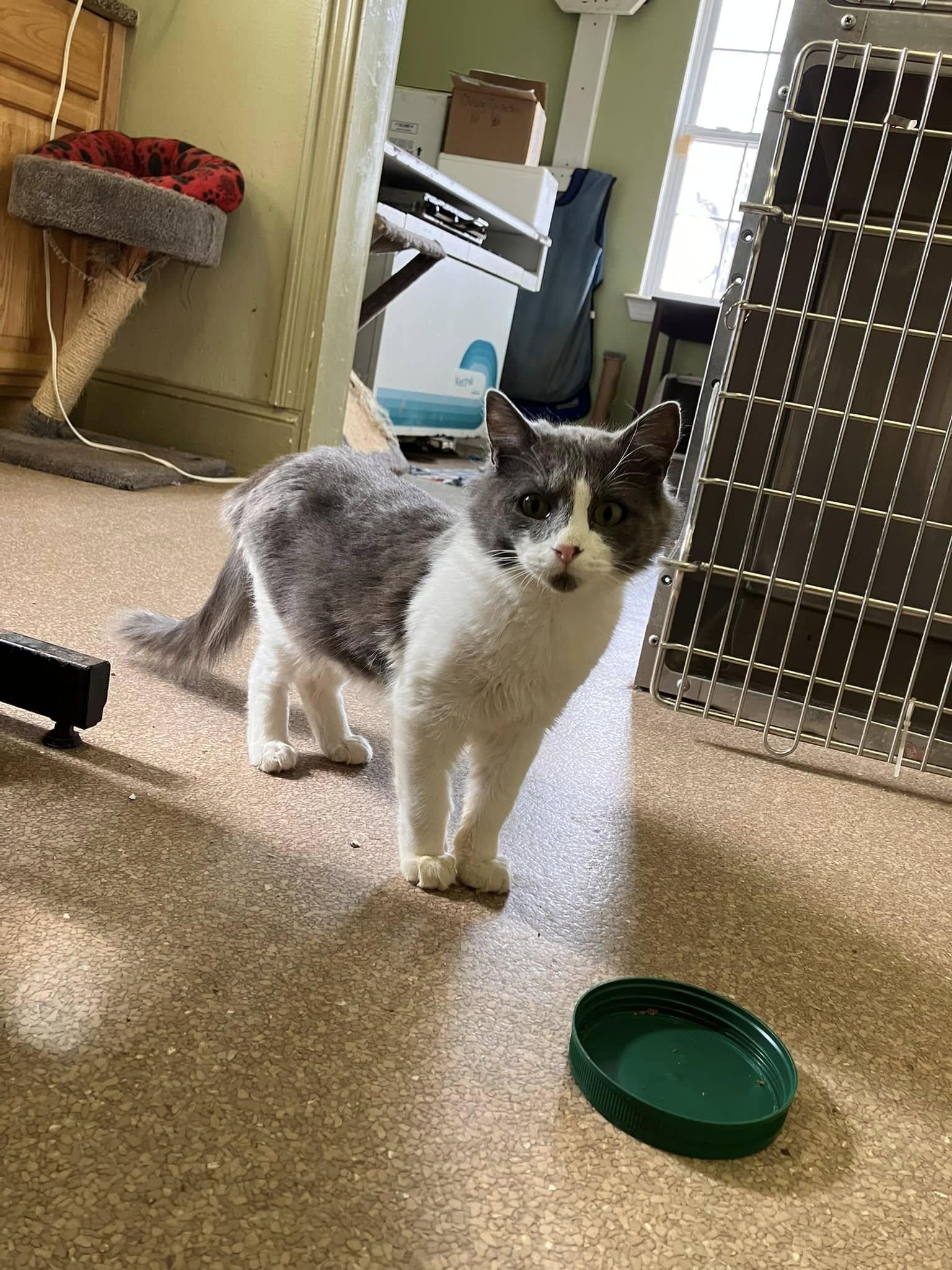 Enlarge Anchovy, a Adoptable mixed breed in Colbert, GA image 3/6