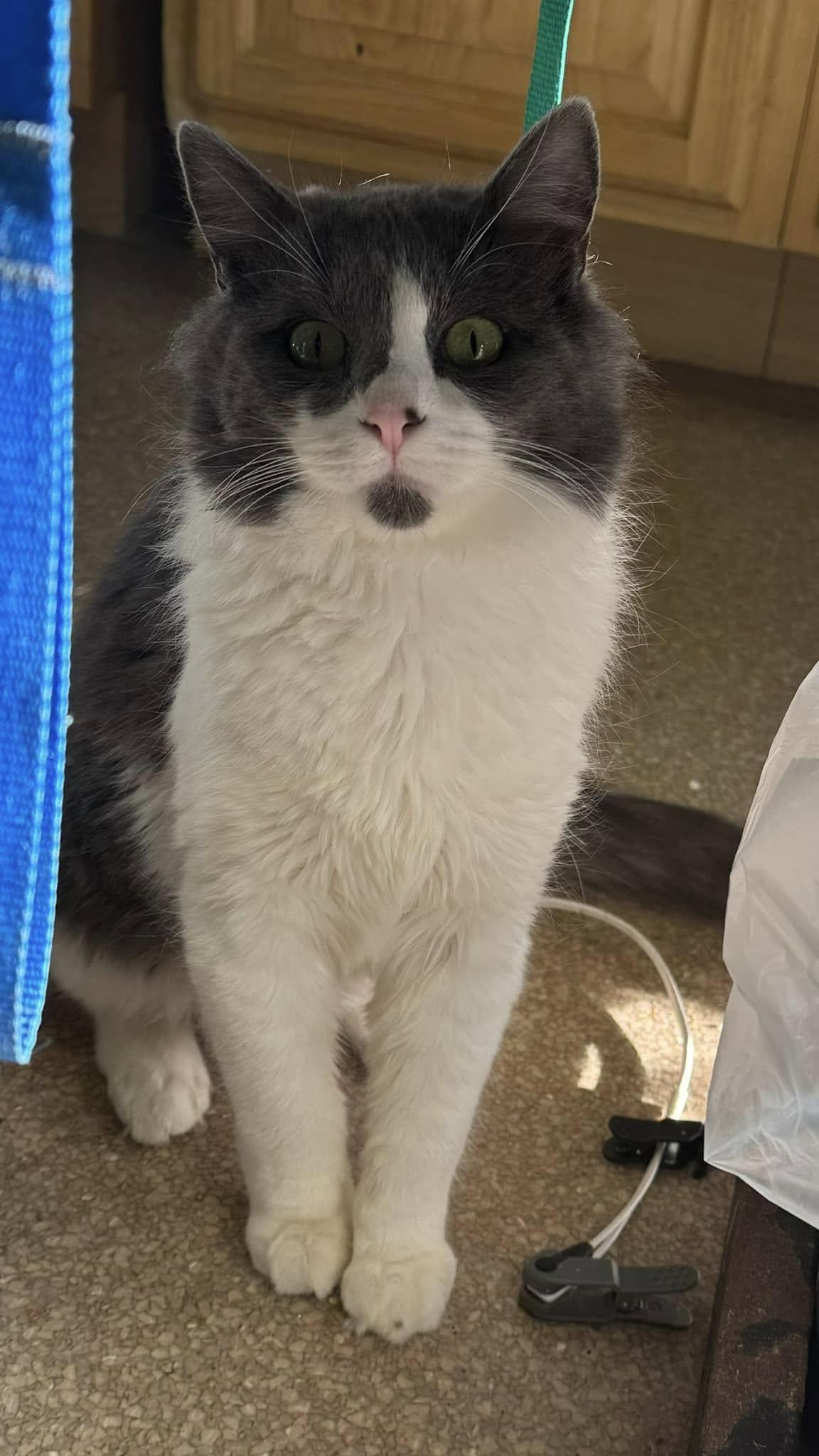 Anchovy, Adoptable, Young Male Domestic Medium Hair.