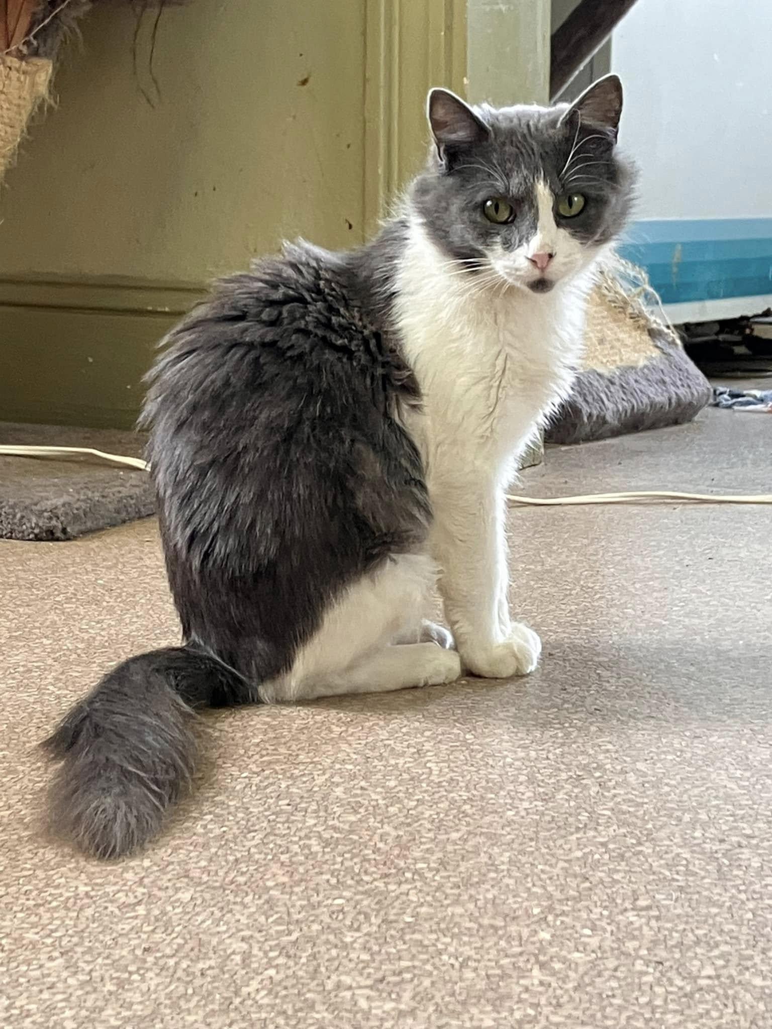 Enlarge Anchovy, a Adoptable mixed breed in Colbert, GA image 5/6