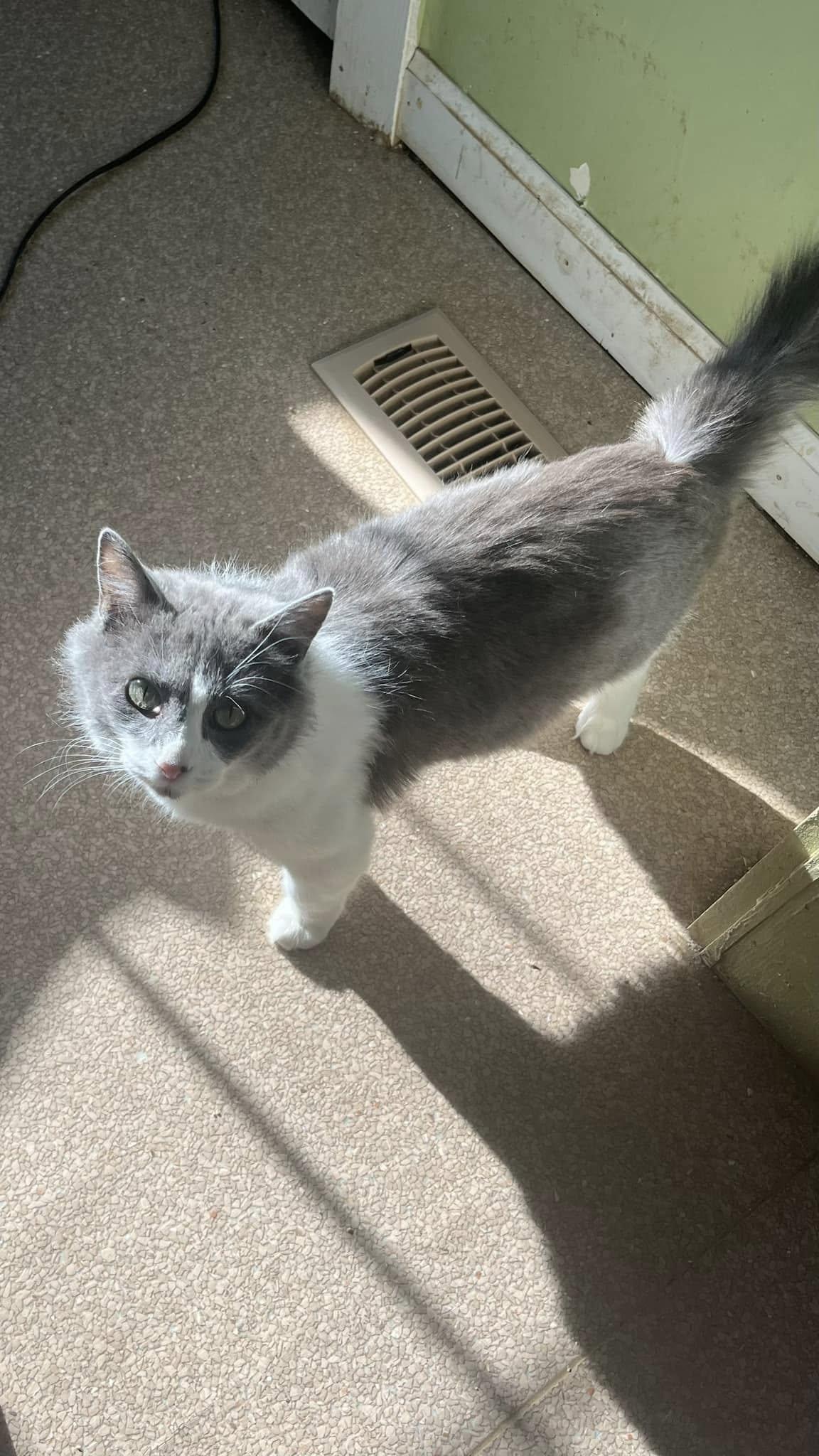 Enlarge Anchovy, a Adoptable mixed breed in Colbert, GA image 6/6