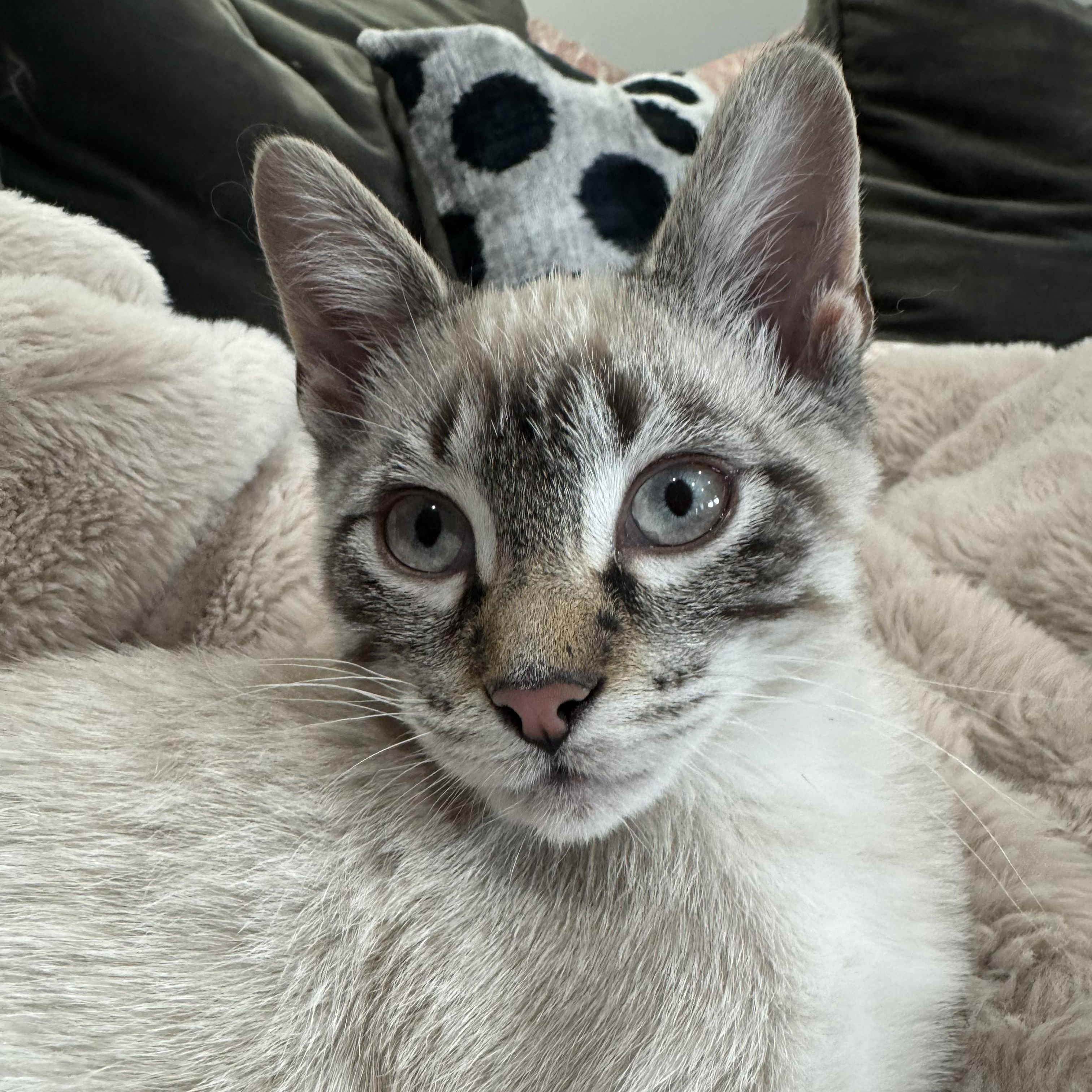 Enlarge Z. Cavaricci, an adopted mixed breed in Chicago, IL image 2/3