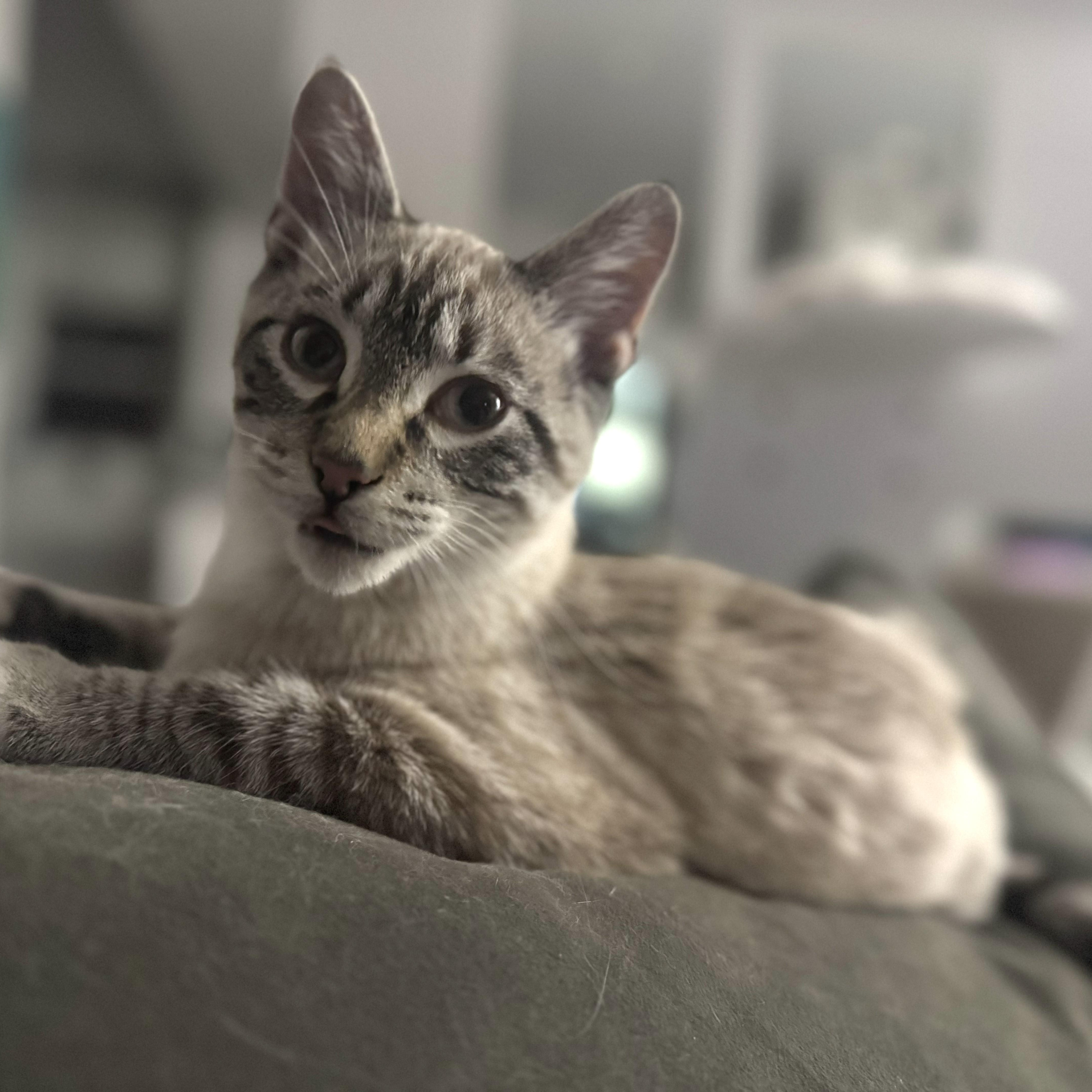 Enlarge Z. Cavaricci, an adopted mixed breed in Chicago, IL image 3/3