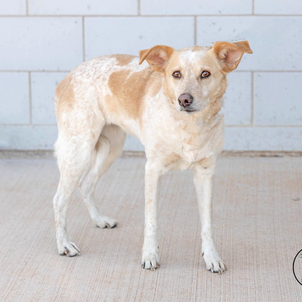 Mazee, Adoptable, Adult Female Australian Cattle Dog / Blue Heeler.