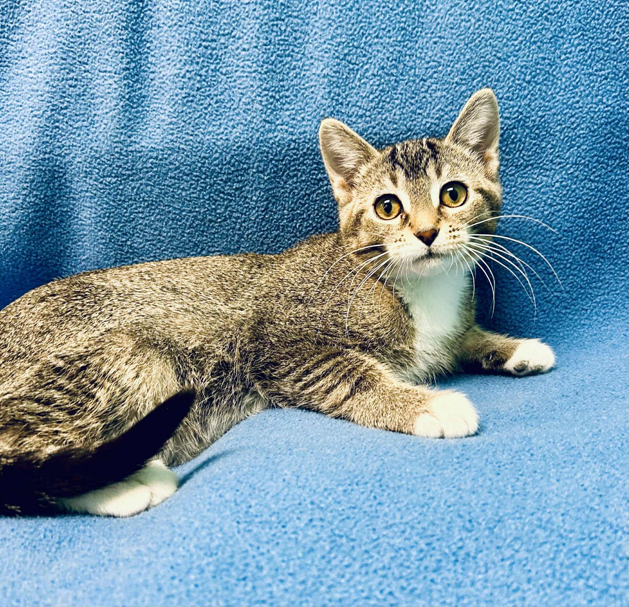 Enlarge Anavine , a ADOPTABLE Domestic Short Hair in Alexandria, MN image 1/3