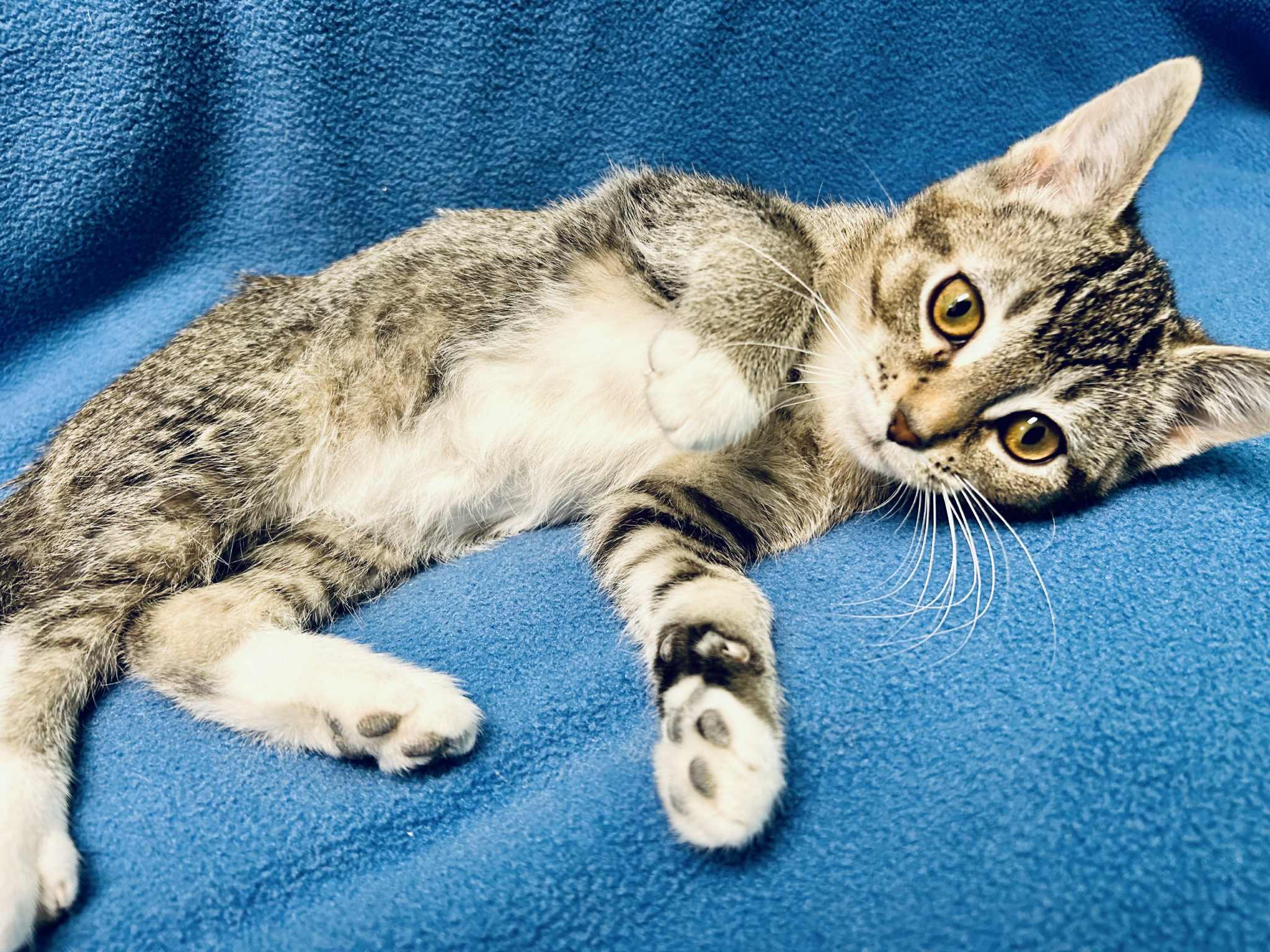 Enlarge Anavine , a ADOPTABLE Domestic Short Hair in Alexandria, MN image 3/3