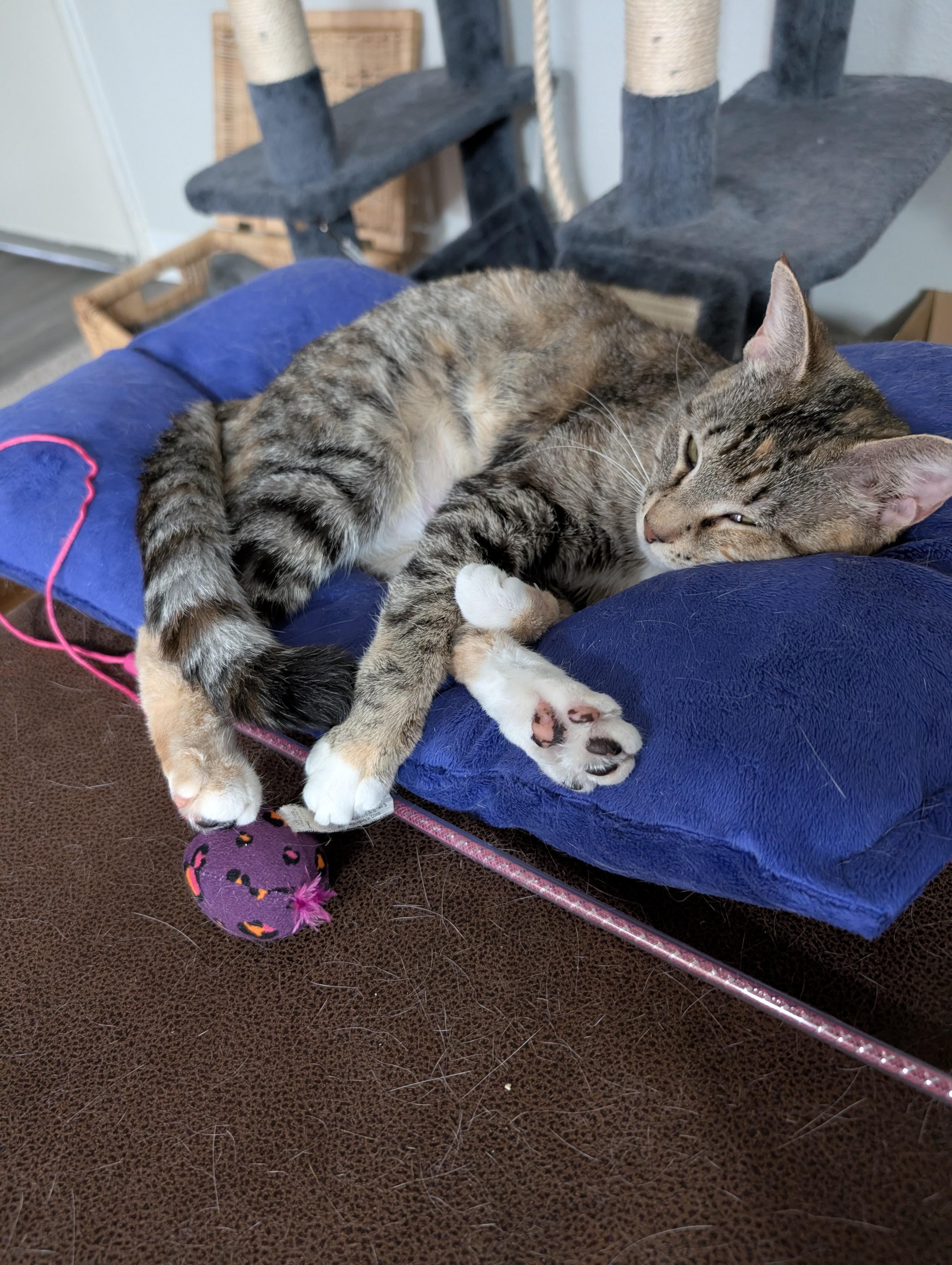 Enlarge Katniss, a ADOPTABLE Domestic Short Hair in Denver, CO image 1/6