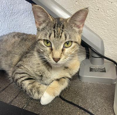 Enlarge Katniss, a ADOPTABLE Domestic Short Hair in Denver, CO image 5/6