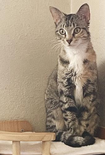 Enlarge Katniss, a ADOPTABLE Domestic Short Hair in Denver, CO image 6/6