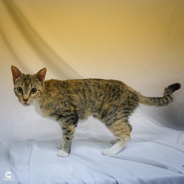 Enlarge Katniss, a ADOPTABLE Domestic Short Hair in Denver, CO image 3/6