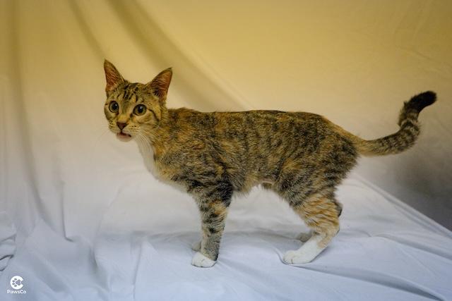 Katniss, ADOPTABLE, Adult Female Domestic Short Hair.