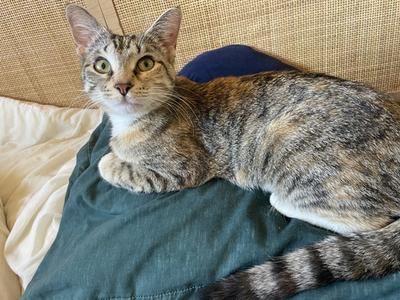 Enlarge Katniss, a ADOPTABLE Domestic Short Hair in Denver, CO image 4/6