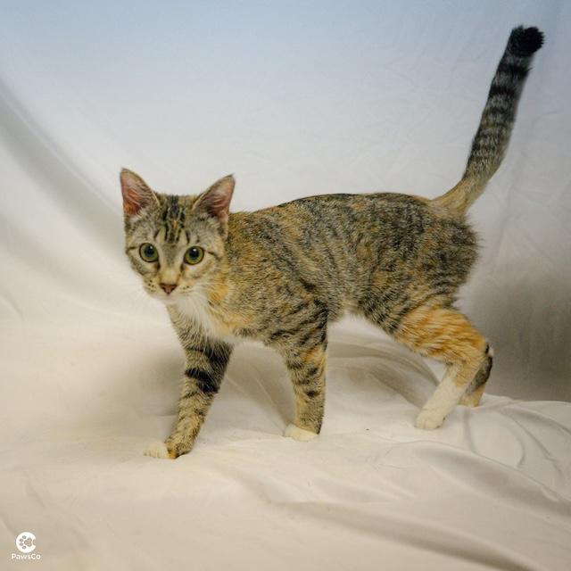 Enlarge Katniss, a ADOPTABLE Domestic Short Hair in Denver, CO image 2/6