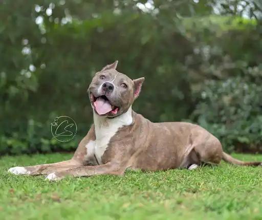 Enlarge Bella *COURTESY POSTING*, a Adoptable mixed breed in Agoura Hills, CA image 2/4