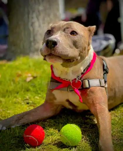 Enlarge Bella *COURTESY POSTING*, a Adoptable mixed breed in Agoura Hills, CA image 3/4