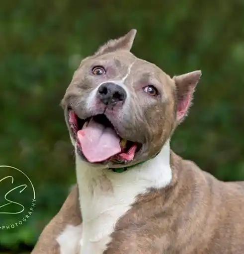 Enlarge Bella *COURTESY POSTING*, a Adoptable mixed breed in Agoura Hills, CA image 1/4