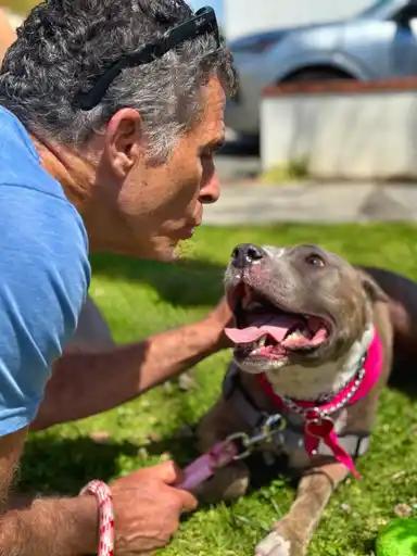 Enlarge Bella *COURTESY POSTING*, a Adoptable mixed breed in Agoura Hills, CA image 4/4