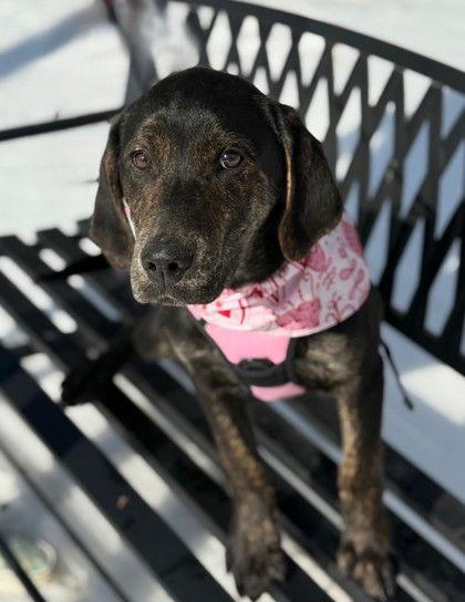 Brick, Adoptable, Young Male Labrador Retriever.