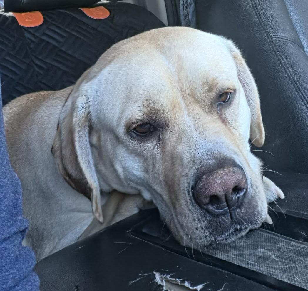 Enlarge Blondie, an adopted Yellow Labrador Retriever in Newcastle, WY image 2/3