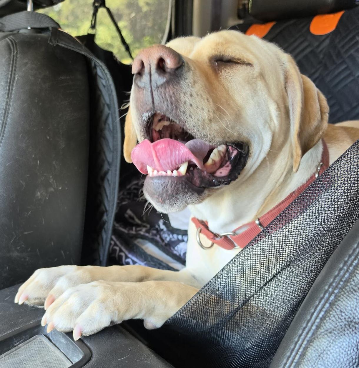 Enlarge Blondie, an adopted Yellow Labrador Retriever in Newcastle, WY image 3/3