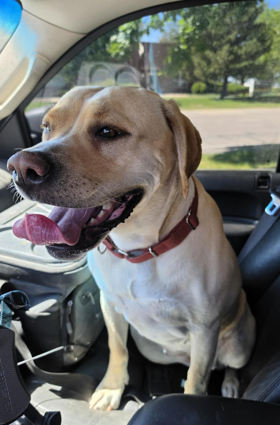 Blondie, adopted, Adult Female Yellow Labrador Retriever.