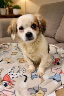 Cora, ADOPTABLE, Young Female Chihuahua & Pekingese.