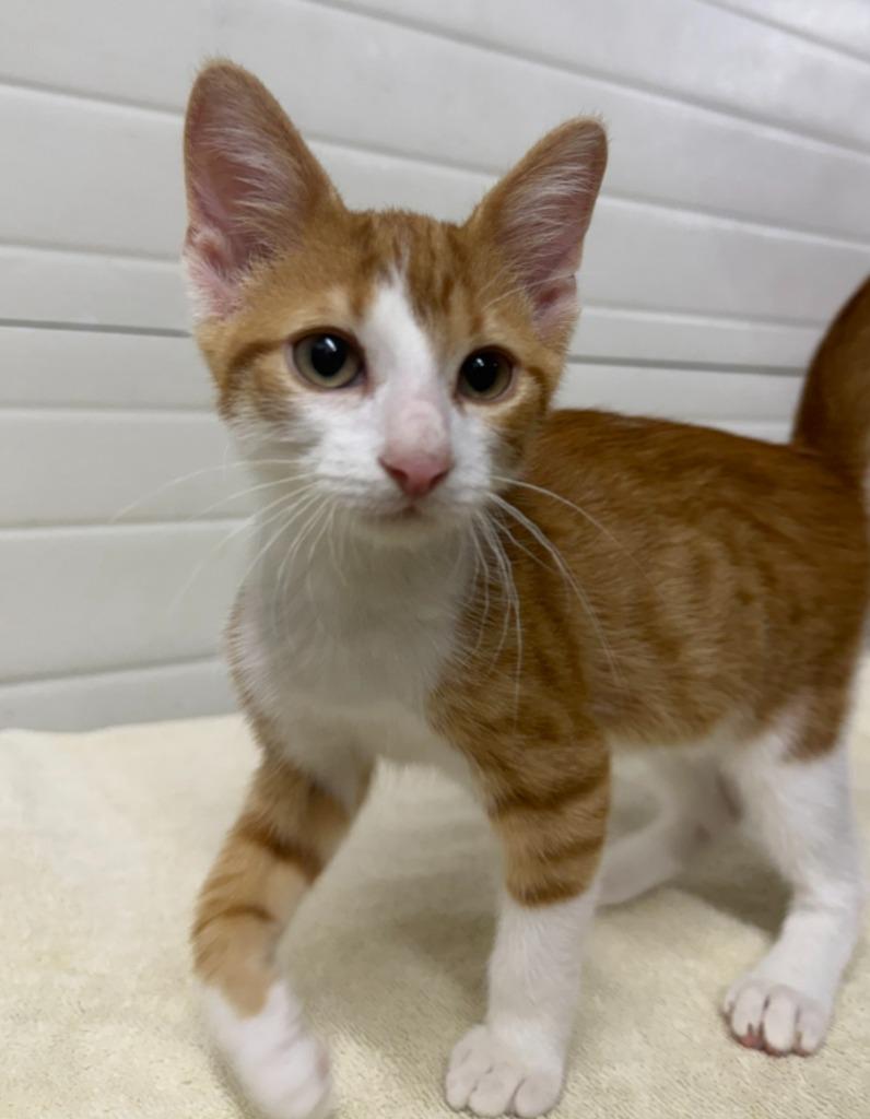 Marvel, Adoptable, Kitten Male Domestic Short Hair.
