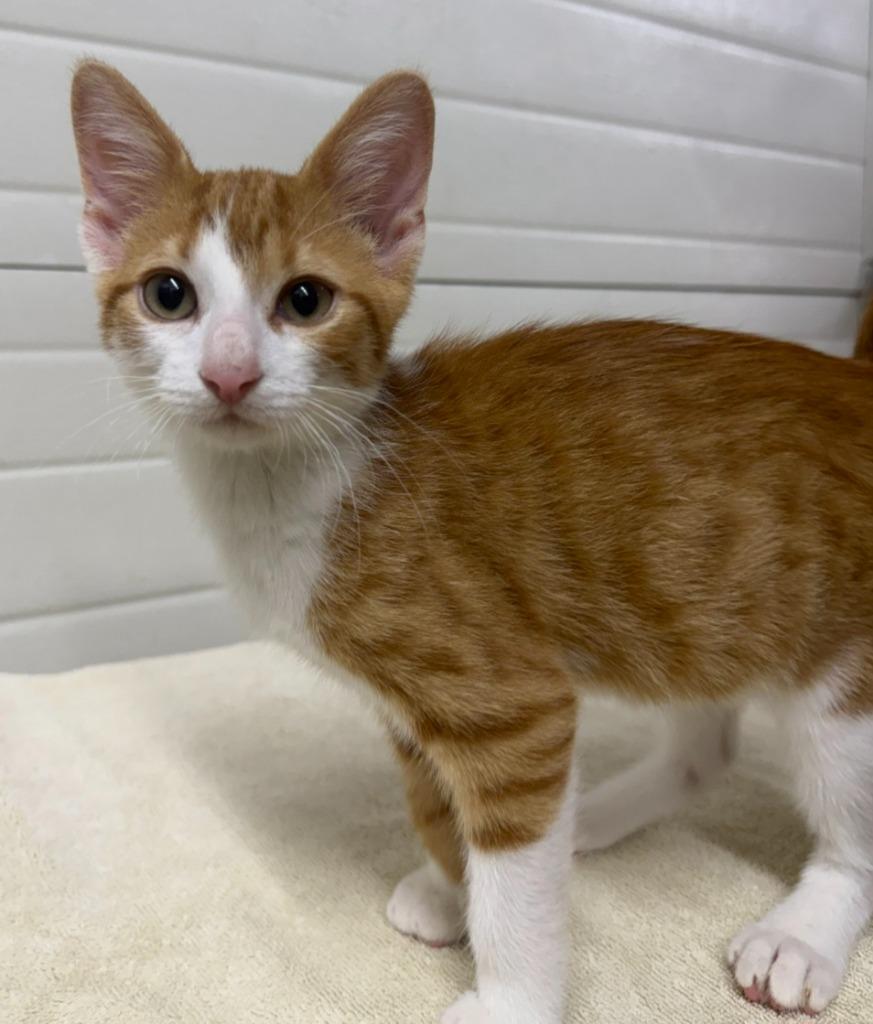 Enlarge Marvel, a Adoptable mixed breed in Lagrange, IN image 2/2